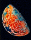 Thumbnail of image